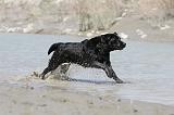 LABRADOR 521